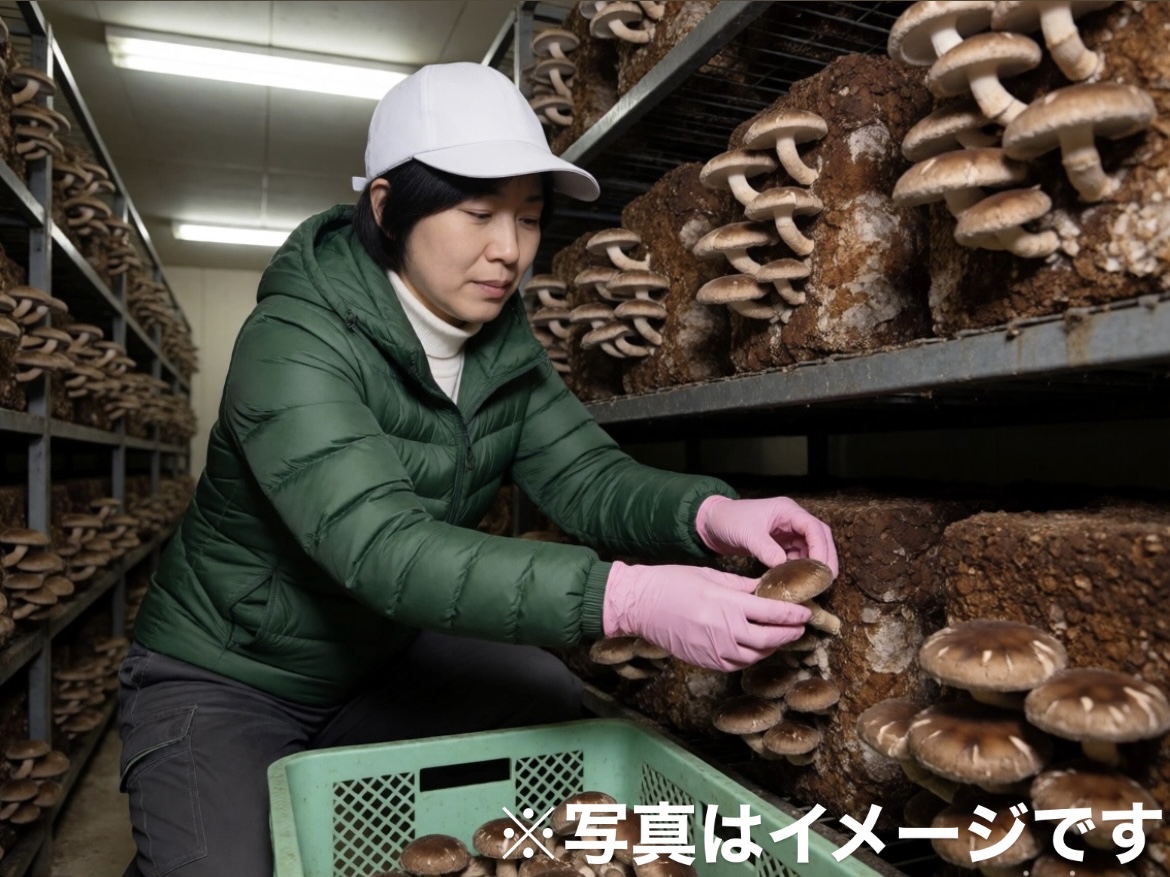 【完全週休2日制】未経験から始めるハウスシイタケの栽培管理・出荷スタッフ◆機械化推進で負担少なめ！リフト免許の取得補助あり