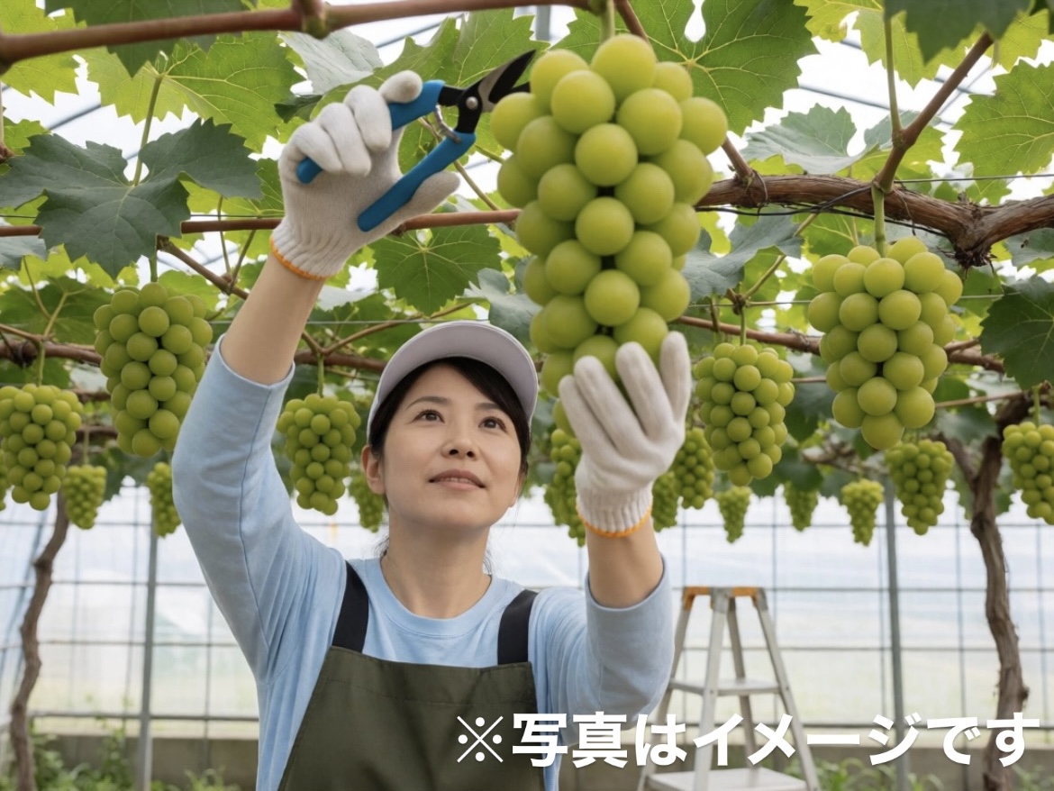 大手グループで挑む大規模農業|ブドウ・サツマイモの栽培管理・生産管理スタッフ