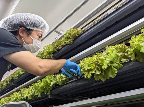 【屋内空調完備×農業未経験者歓迎】綺麗で快適な植物工場で野菜の栽培にチャレンジ！難しい作業ナシ！