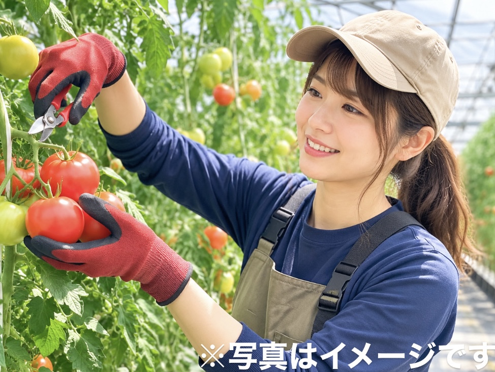 野菜・果物の栽培管理スタッフ