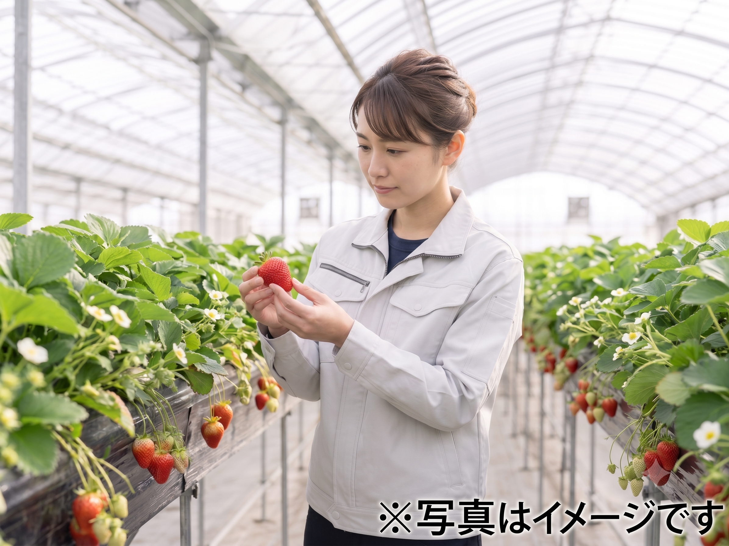 いちご狩りに来るお客様の笑顔が最高のやりがい!当農園の【農園スタッフ(栽培・観光業務)】正社員◆住宅手当&退職金あり