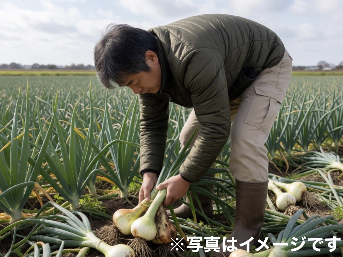 【未経験歓迎/事業拡大中】玉ねぎの産地で新しいキャリアを!淡路島の恵みとあなたの力で最高の野菜を作りませんか?